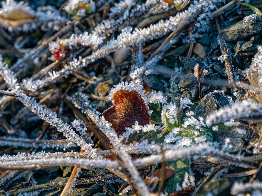 Botanischer Garten Osnabrück