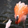 Flamingos