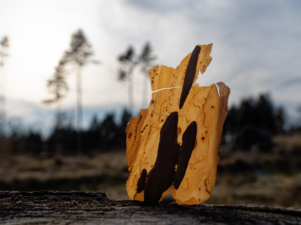 220312 E-M1MarkIII M1320008 DxO