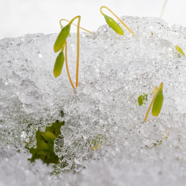 Moos im Schnee