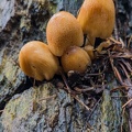 Pilz