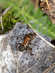 Insekten