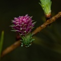 Lärchenblüte