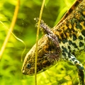 NaturaGart